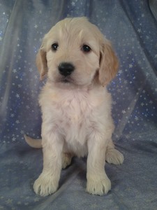 Female Goldendoodle Puppy for sale #1 Born February 16th 2013|Ready Mid April. $750 | Goldendoodle Breeders in Iowa